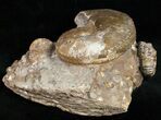 Hoploscaphites Ammonite Cluster - South Dakota #12096-3